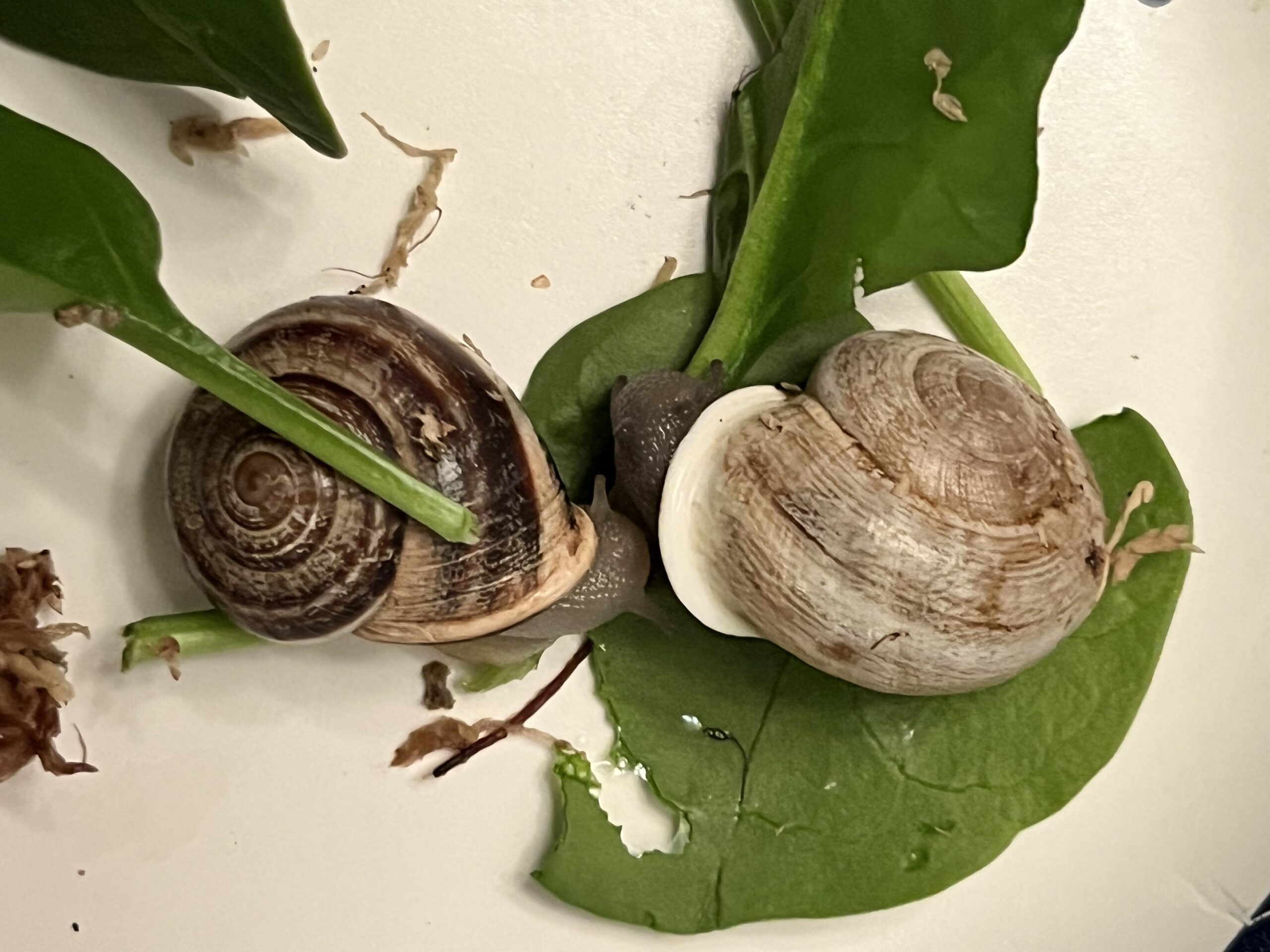 Let’s Talk About Snail Sex