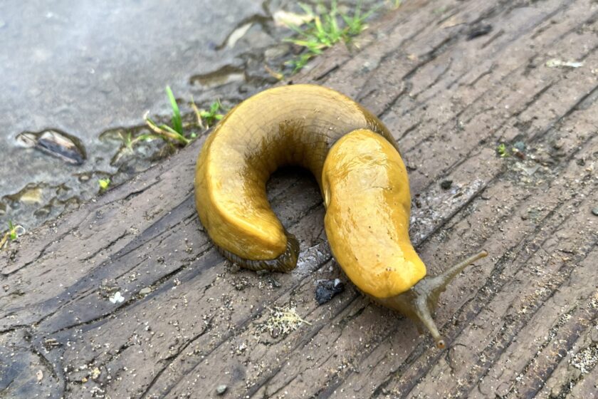 Banana Slug Madness